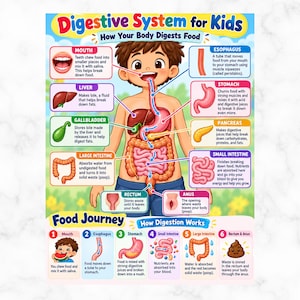 May include: An educational poster titled Digestive System for Kids showing a cartoon child with internal organs labeled including mouth, esophagus, liver, stomach, gallbladder, pancreas, large intestine, small intestine, rectum, and anus with text.