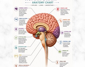 Brain Regions and Their Functions, Brain Anatomy Guide, Neuropsychology Worksheets, Neuroscience, Brain Parts Study & Neuroanatomy Tool