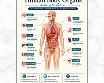 Human Body Organ Anatomy Chart | Major Internal Organs and Body Systems Educational Guide | Printable Science Poster PDF | Biology Classroom