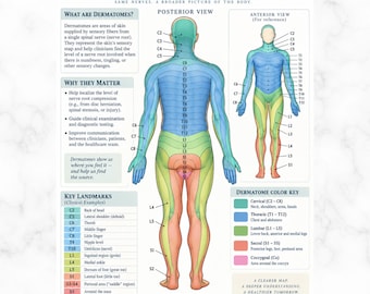 Spinal Nerves & Dermatomes Chart, Posterior Sensory Map, Anatomy Poster Printable PDF