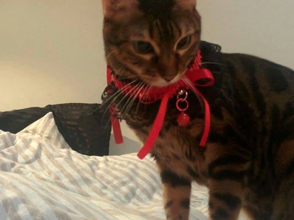 Custom Embroidered Kitten Play Collar / Bdsm Bondage Collar / Etsy