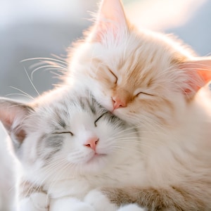 Gatos durmiendo acurrucados – Lámina decorativa para pared con imágenes de mascotas suaves y acogedoras