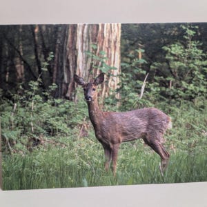 May include: A greetings card depicting a deer in a woodland scene. The deer has brown fur and is set against a backdrop of green foliage and tall trees. The image has a natural, outdoor feel.