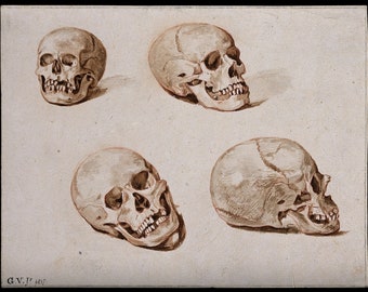 Gothic Home Decor | Oddities Curiosities Oddity Obscure and Weird Wall Art Prints Anatomy Medical Vintage Antique | Four sketches of skulls