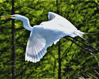 Egret Photograph, South Carolina Wildlife Art (Digital Download)