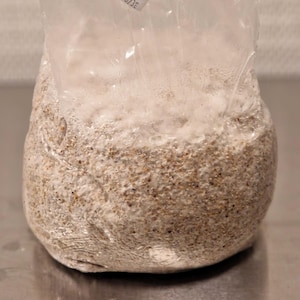 Pilz Körnerbrut 1,8kg Sack