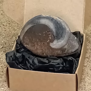 May include: A fossilised ammonite specimen with a dark brown and grey spiral shell pattern, nestled inside a small, open, light brown cardboard box lined with crumpled black tissue paper. The fossil displays a distinct coiled shape and texture.