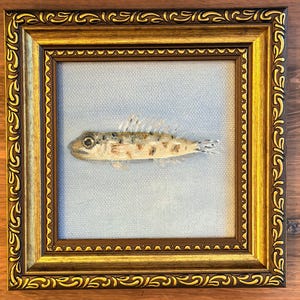 May include: A framed artwork featuring a small, embroidered fish with tan and brown speckled scales. The fish is centered on a light blue fabric background. The piece is enclosed in a square, ornate gold and dark brown wooden frame with scrollwork.