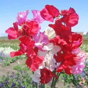 20 Dwarf Sweet Pea seeds Little Sweetheart Mix