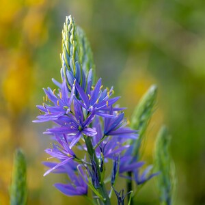 50+ Blue Camas seeds