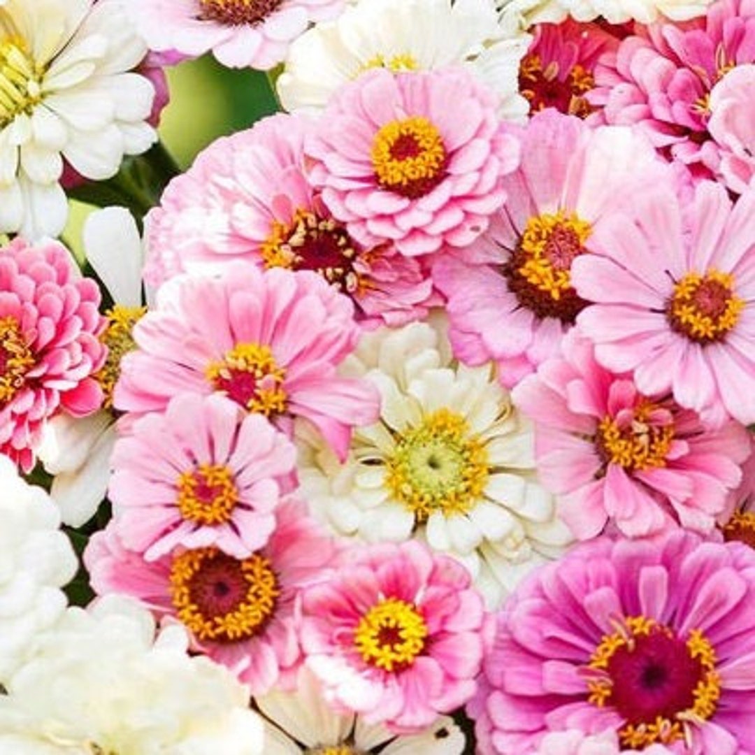 100 Pastel Mix Zinnia Seeds Etsy
