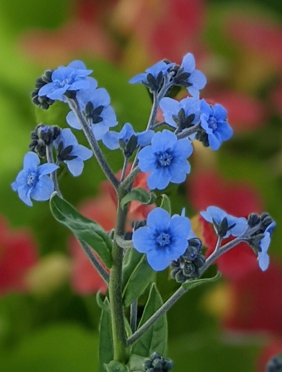 Chinese Forget Me Not Seeds, Cynoglossum amabile
