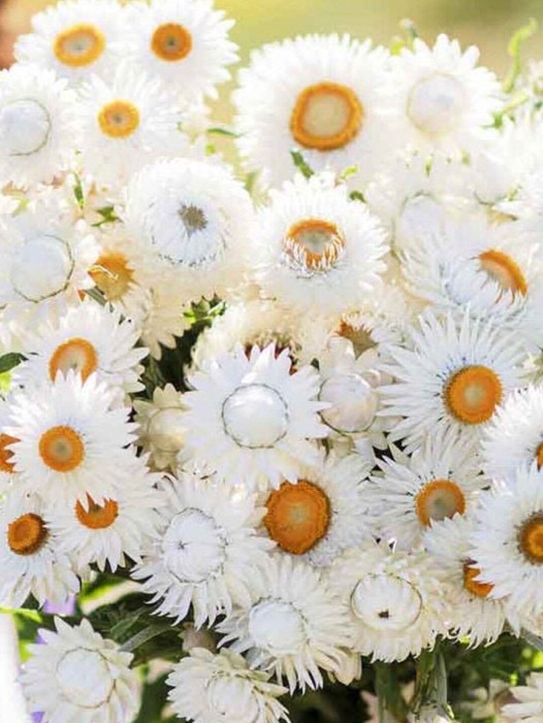 100 White Strawflower Seeds Etsy