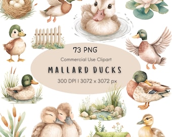 May include: Watercolor illustrations of mallard ducks in various poses, including swimming, flying, and resting. The image includes a nest with eggs, a water lily, and a small fence. Text reads "73 PNG Commercial Use Clipart MALLARD DUCKS".