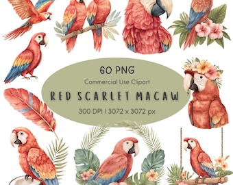 May include: A collection of watercolor illustrations featuring red scarlet macaws in various poses, including flying, perched on branches, and surrounded by tropical flowers and leaves. The text reads 60 PNG Commercial Use Clipart RED SCARLET MACAW 300 DPI 3072 x 3072 px.