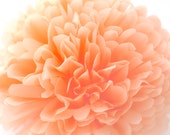 Il_170x135