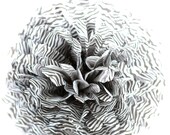 Il_170x135