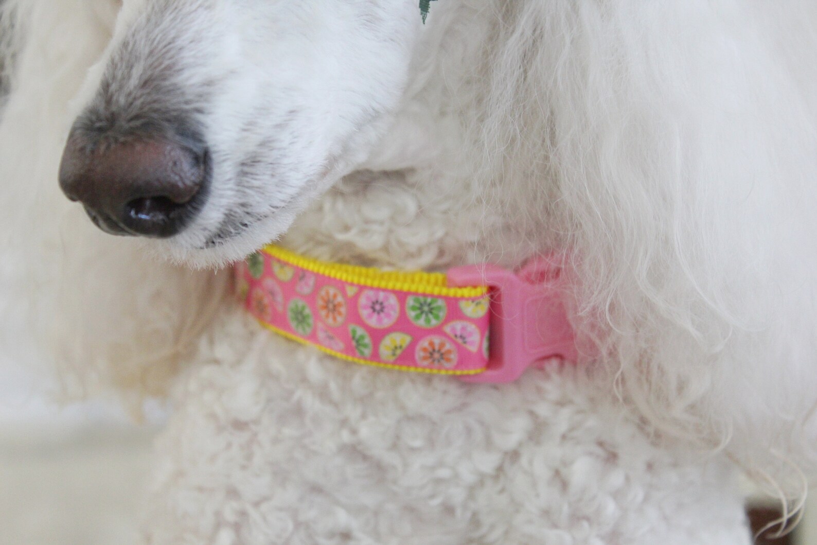 Summer Dog Collar 1 Lemon Dog Collar Pink Dog Collar Etsy