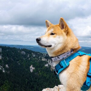 Boy Dog Collar 3/4 or 1 Adventure Dog Collar Mountain Dog Collar Outdoors Dog Collar image 8