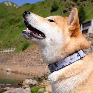 Boy Dog Collar 3/4 or 1 Adventure Dog Collar Mountain Dog Collar Outdoors Dog Collar image 7