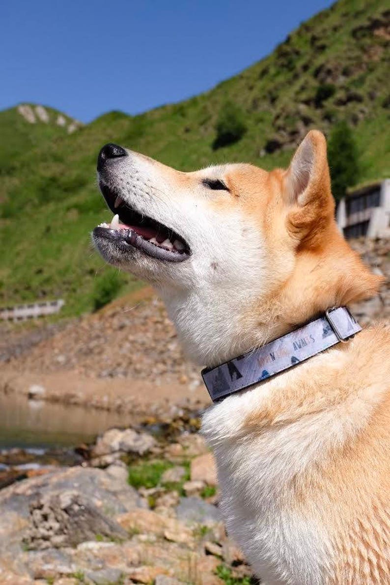 Boy Dog Collar 3/4 or 1 Adventure Dog Collar Mountain Dog Collar Outdoors Dog Collar image 7