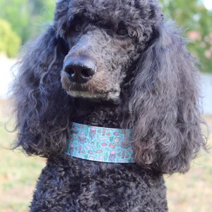 May include: A black standard poodle with a blue and green patterned collar. The collar has a variety of sea creatures and plants on it.