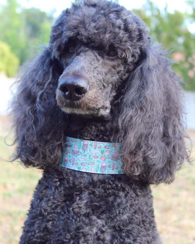 May include: A black standard poodle with a blue and green patterned collar. The collar has a variety of sea creatures and plants on it.