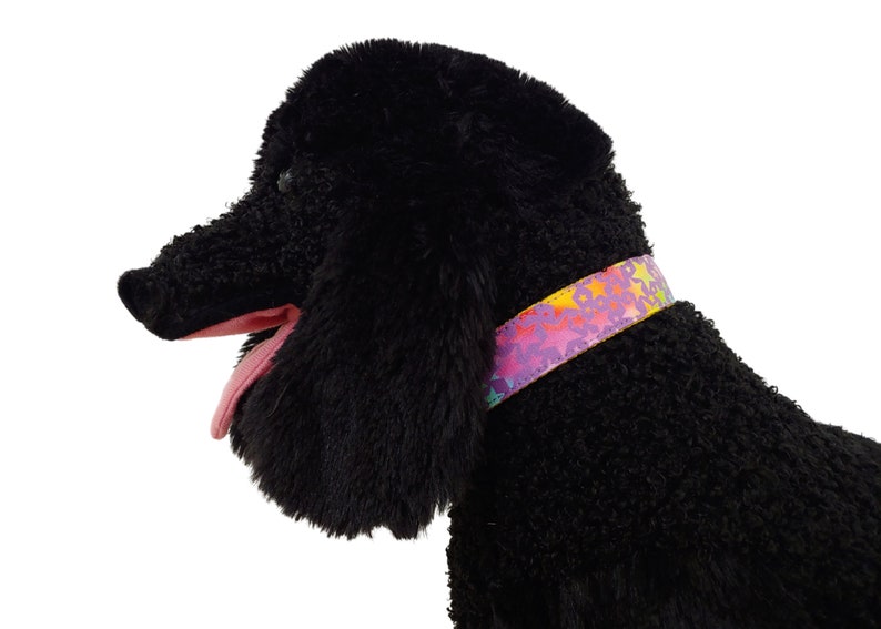 Rainbow Dog Collar 1 Star Dog Collar