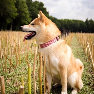 May include: A Shiba Inu dog with tan and white fur sits in a field of cut stalks. The dog wears a red and white checkered collar and has its tongue hanging out. The background includes trees and a cloudy sky.