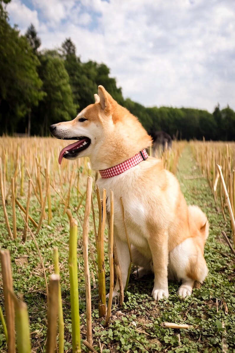 May include: A Shiba Inu dog with tan and white fur sits in a field of cut stalks. The dog wears a red and white checkered collar and has its tongue hanging out. The background includes trees and a cloudy sky.