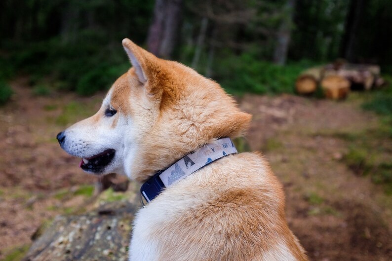 Boy Dog Collar 3/4 or 1 Adventure Dog Collar Mountain Dog Collar Outdoors Dog Collar image 6