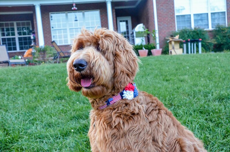 Patriotic Dog Collar 5/8 or 1 American Dog Collar image 6