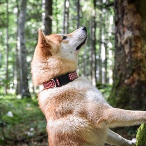May include: A Shiba Inu dog with tan and white fur wearing a black collar with a red and white checkered pattern. The dog is in a forest, looking upwards, with its paw resting on a tree trunk.