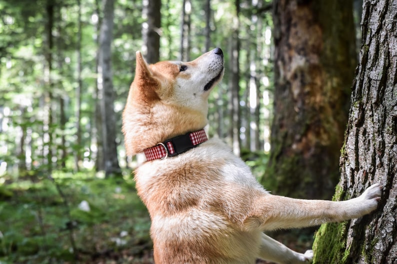 May include: A Shiba Inu dog with tan and white fur wearing a black collar with a red and white checkered pattern. The dog is in a forest, looking upwards, with its paw resting on a tree trunk.