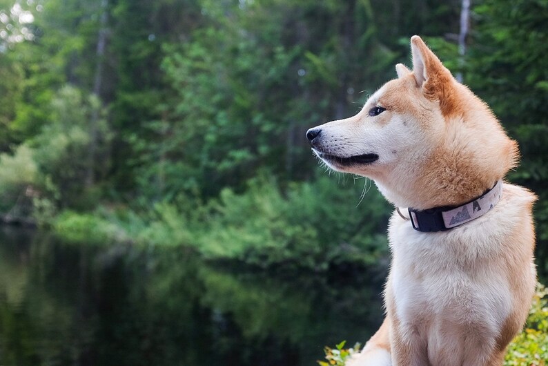 Boy Dog Collar 3/4 or 1 Adventure Dog Collar Mountain Dog Collar Outdoors Dog Collar image 5