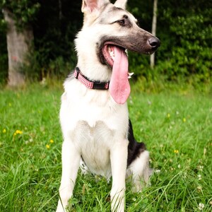 May include: A German Shepherd dog with a white and black coat sits in a grassy field. The dog has its mouth open, tongue extended, and wears a red and black checkered collar. The background features green trees.