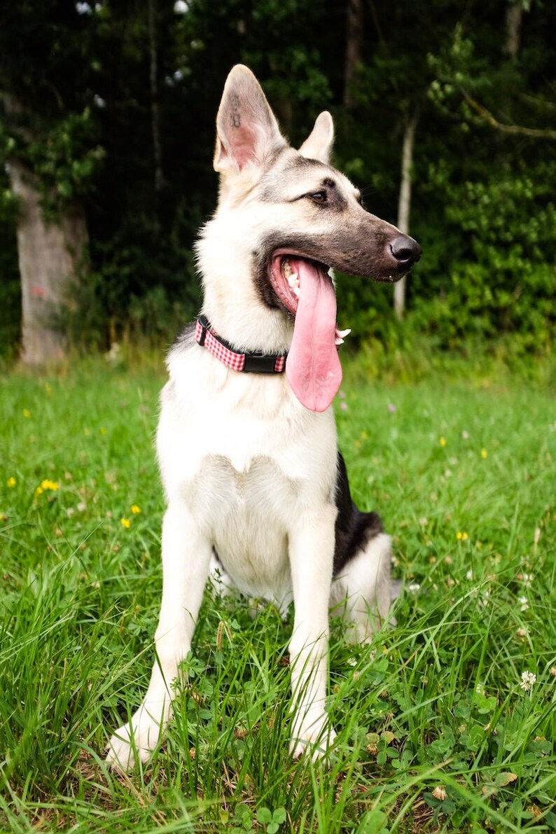 May include: A German Shepherd dog with a white and black coat sits in a grassy field. The dog has its mouth open, tongue extended, and wears a red and black checkered collar. The background features green trees.