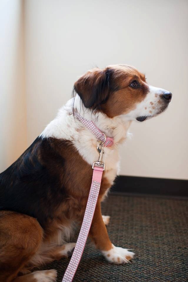 Pink Dog Leash 1 Wide Rhinestone Dog Leash Etsy