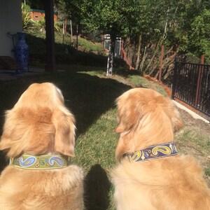 K&ouml;nnte beinhalten: Zwei Golden Retriever mit bunten gemusterten Halsb&auml;ndern sitzen in einem grasbewachsenen Bereich und schauen von der Kamera weg.