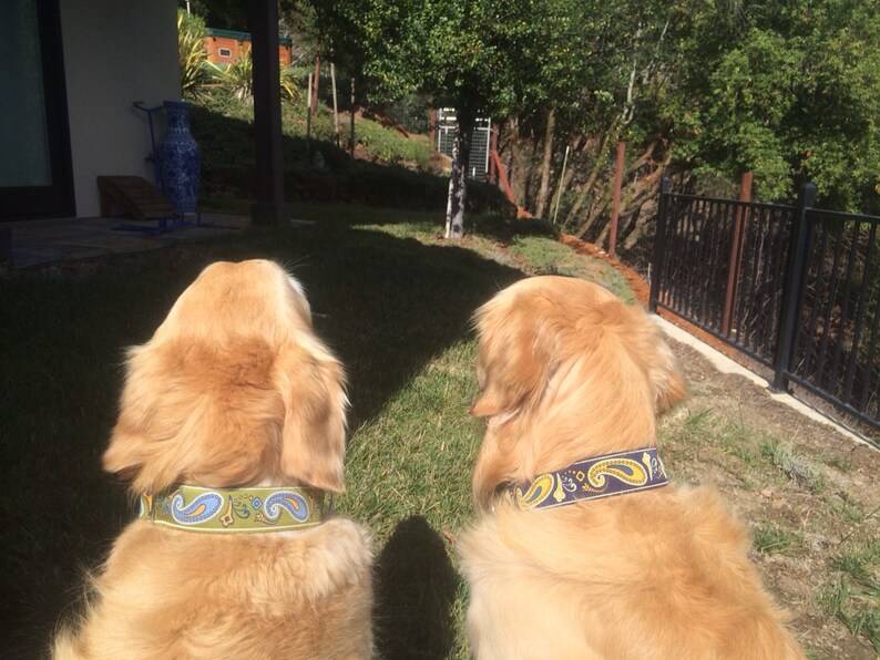 K&ouml;nnte beinhalten: Zwei Golden Retriever mit bunten gemusterten Halsb&auml;ndern sitzen in einem grasbewachsenen Bereich und schauen von der Kamera weg.