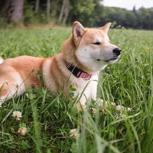 May include: A Shiba Inu dog with tan and white fur rests in a grassy field. The dog wears a black collar with a red and white pattern. The scene is set outdoors with trees in the background.