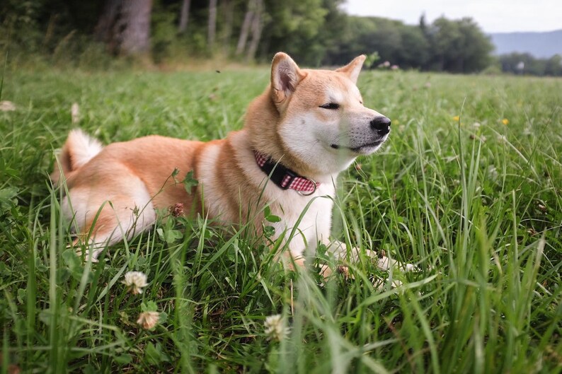 May include: A Shiba Inu dog with tan and white fur rests in a grassy field. The dog wears a black collar with a red and white pattern. The scene is set outdoors with trees in the background.