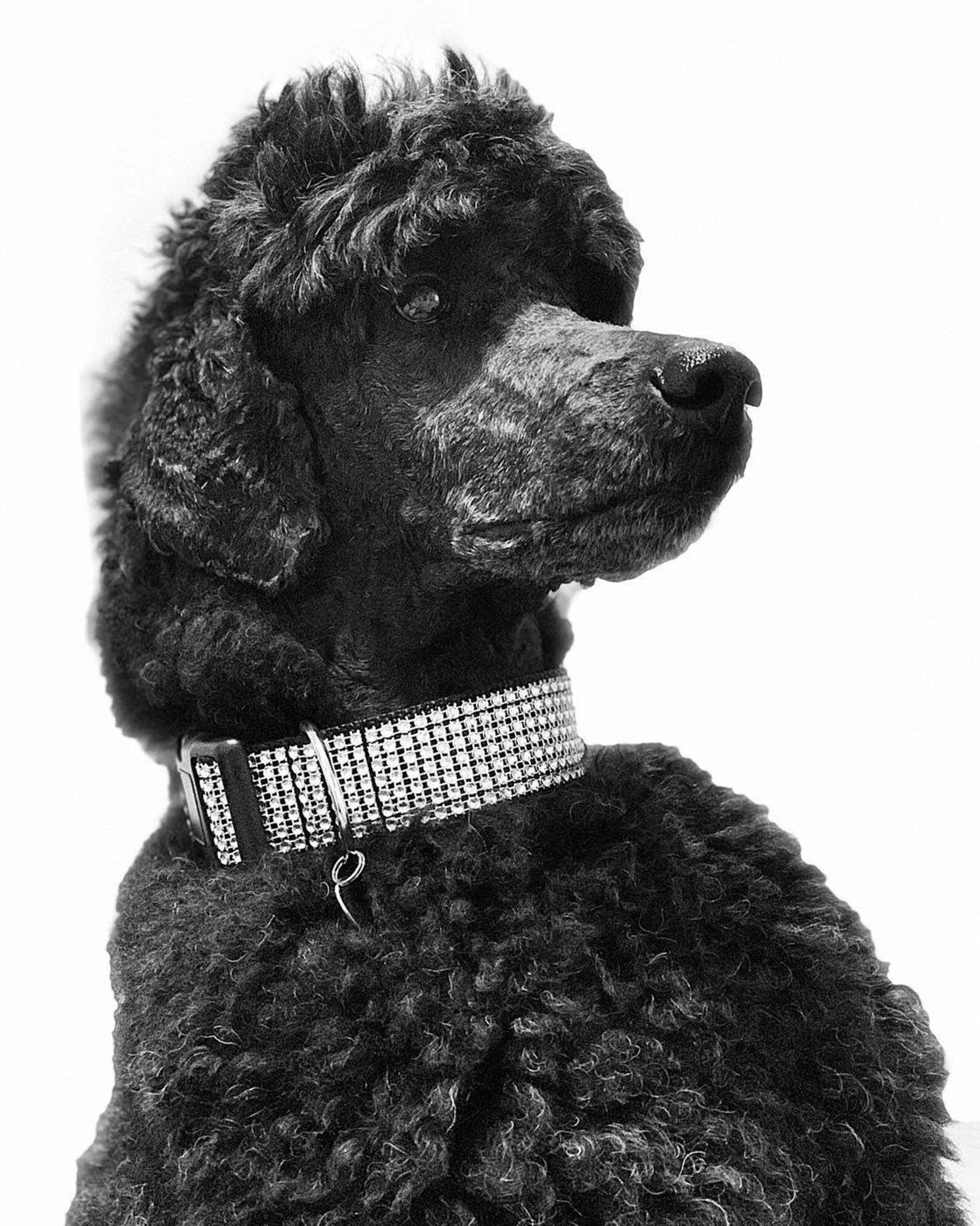 Rhinestone Dog Collar 1.5 Silver Dog Collar Etsy