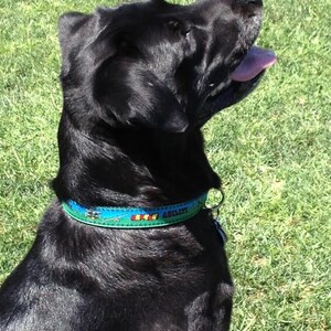 May include: A black dog with a blue and green collar that says "Agility". The dog is panting with its tongue out, and the background is green grass.
