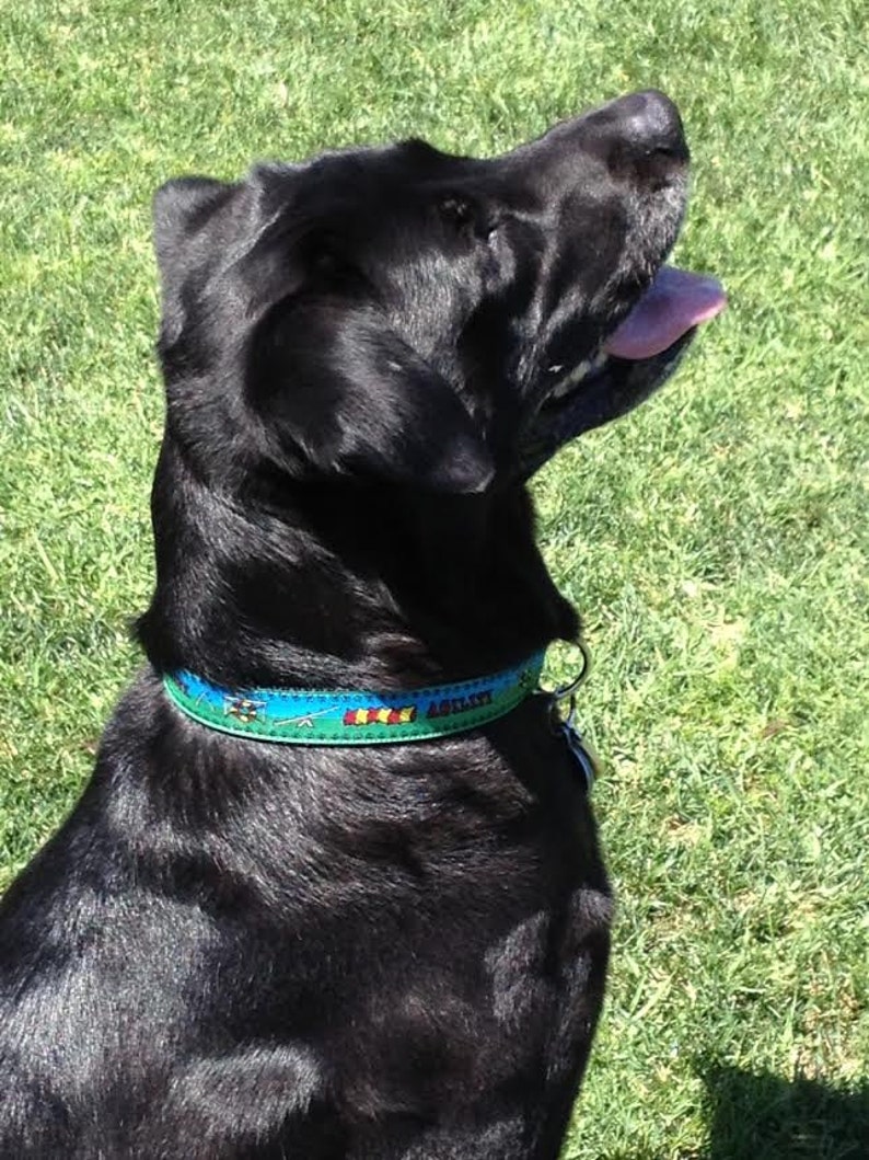 May include: A black dog with a blue and green collar that says "Agility". The dog is panting with its tongue out, and the background is green grass.