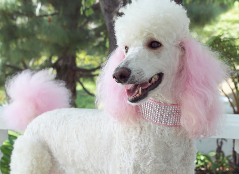 Rhinestone Martingale Dog Collar 2 Pink Glitter Dog Collar image 7