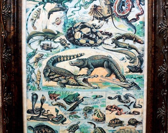 Types of Reptiles Art from 1904 Art Print on Parchment Paper