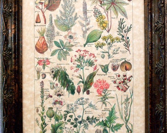 Types of Dangerous Plants Art Print from 1912 on Parchment Paper