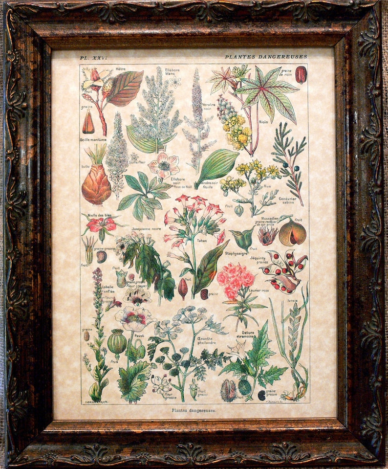 Types of Dangerous Plants Art Print from 1912 on Parchment Paper immagine 1