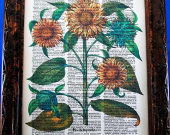 Multiple Sunflowers Art Print from 1713 on Vintage Dictionary Book Page